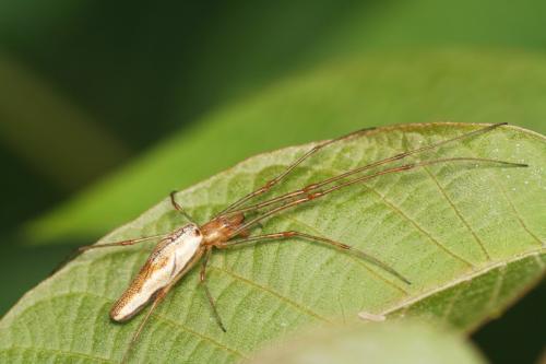 Réf. 9 596 : Tetragnatha sp.