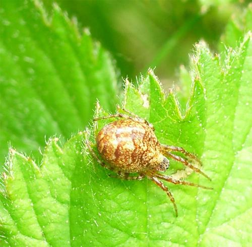 Réf. 9 226 : Cercidia prominens