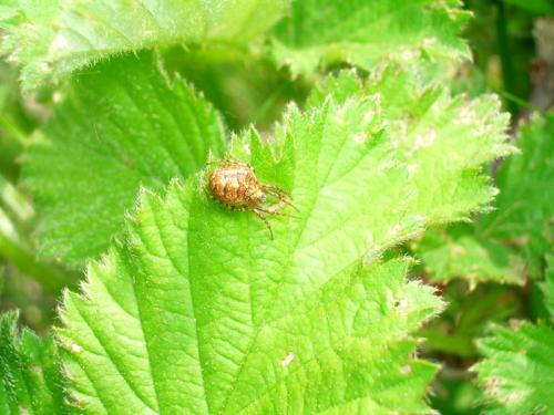 Cercidia prominens