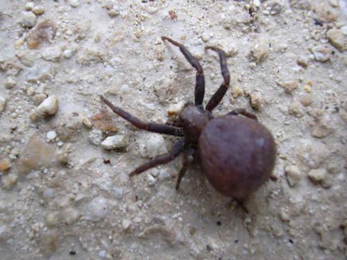 Xysticus sp.