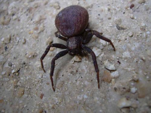 Xysticus sp.
