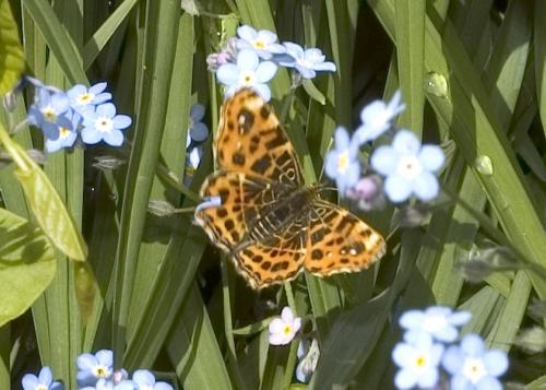 Réf. 9 179 : Araschnia levana
