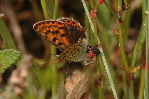 Lycaena tityrus