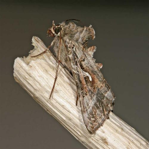 Autographa gamma