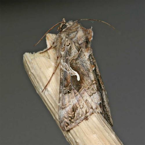 Autographa gamma