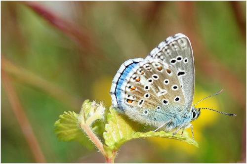 Polyommatus bellargus