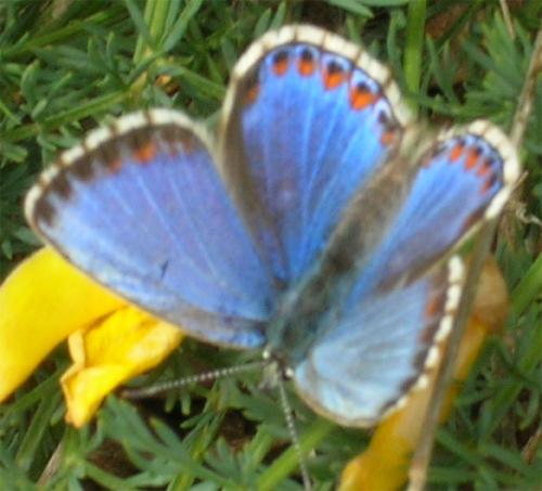 Polyommatus bellargus