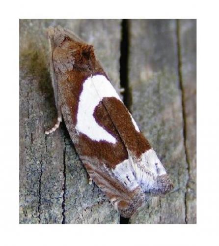 Epiblema foenella