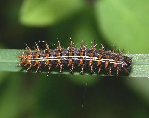 Argynnis paphia