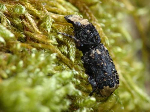 Réf. 9 268 : Platyrhinus resinosus