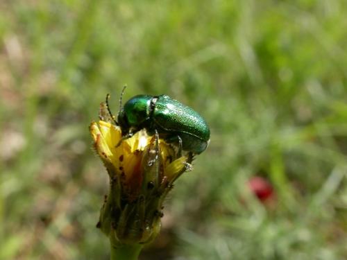 Cryptocephalus sp.
