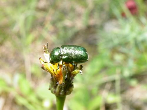 Cryptocephalus sp.