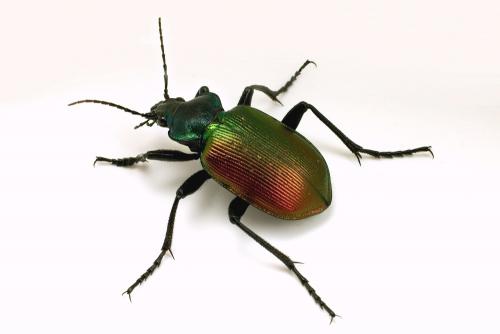 Calosoma sycophanta
