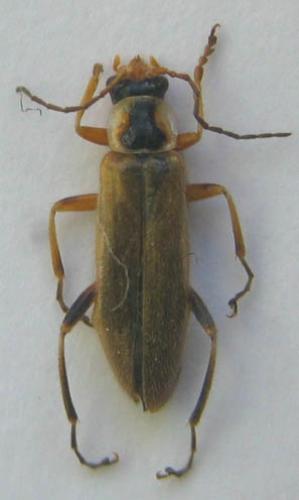 Réf. 9 136 : Cantharis decipiens