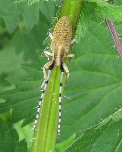 Agapanthia villosoviridescens