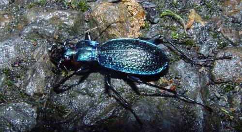 Réf. 9 131 : Carabus intricatus