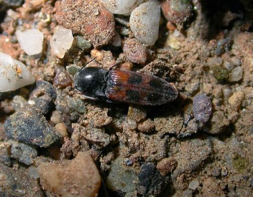 Réf. 9 600 : Cardiophorus bipunctatus