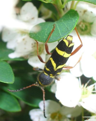 Clytus arietis