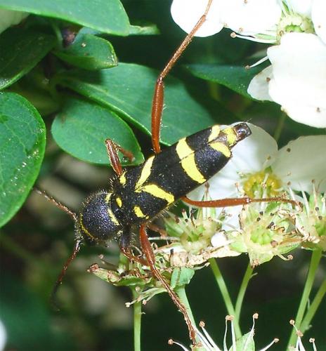 Réf. 9 412 : Clytus arietis
