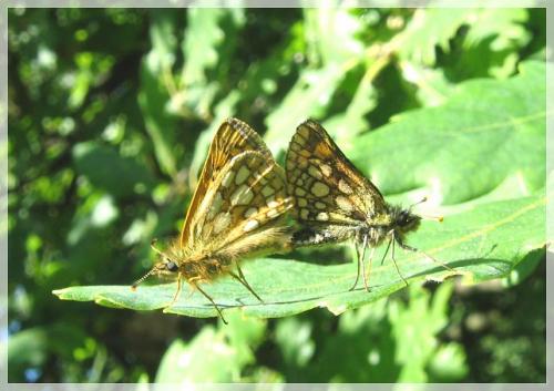 Carterocephalus palaemon