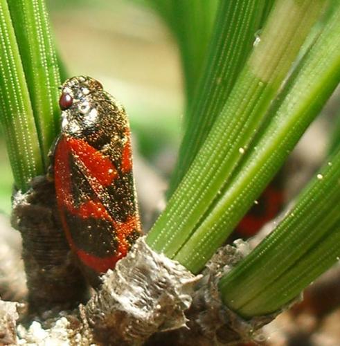 Haematoloma dorsata