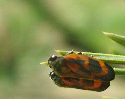 Haematoloma dorsata