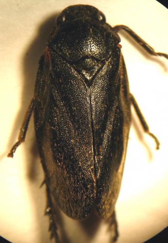 Cercopis sp.