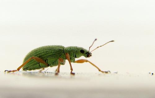 Réf. 9 776 : Polydrusus impressifrons