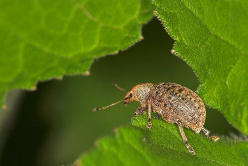 Réf. 9 310 : Liophloeus tessulatus
