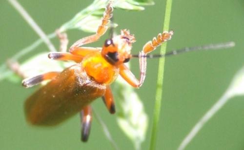 Cantharis livida