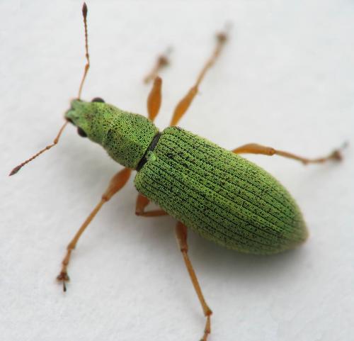 Réf. 9 781 : Polydrusus impressifrons