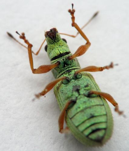 Polydrusus impressifrons