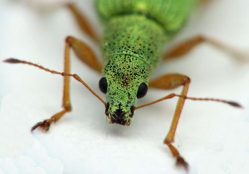 Polydrusus impressifrons
