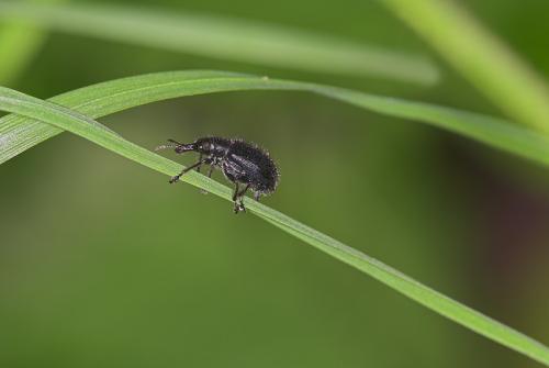 Lasiorhynchites sp.
