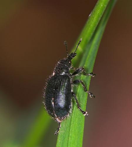 Lasiorhynchites sp.