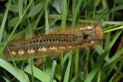 Euthrix potatoria