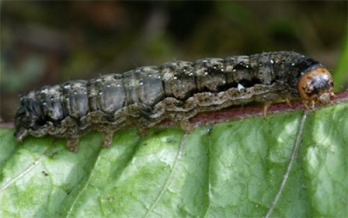 Orthosia sp.