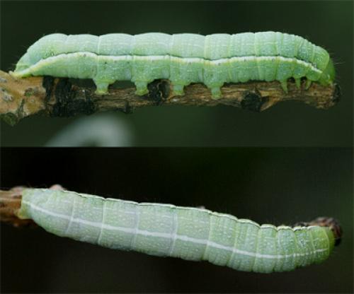 Réf. 9 149 : Orthosia incerta