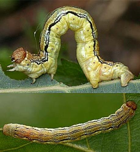 Réf. 9 258 : Erannis defoliaria