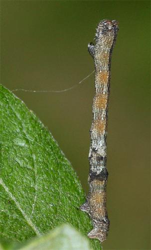 Biston strataria