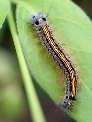 Malacosoma neustria