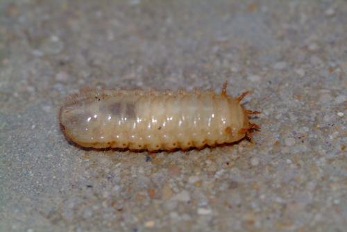 Cetonia aurata aurata