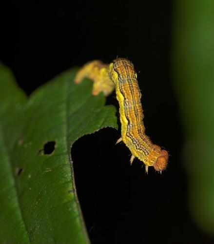 Erannis defoliaria