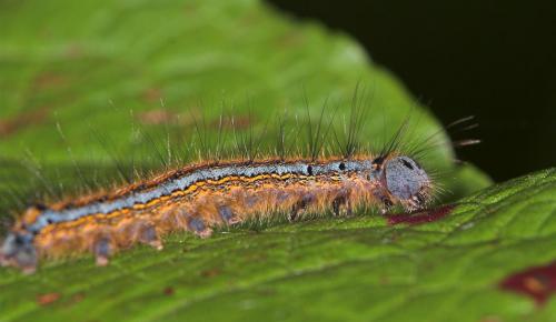 Malacosoma neustria