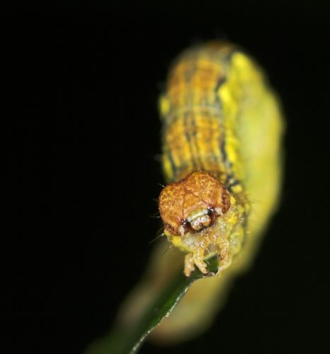 Erannis defoliaria