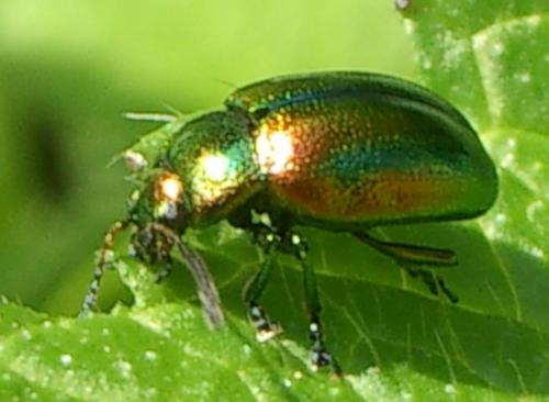 Chrysolina sp.