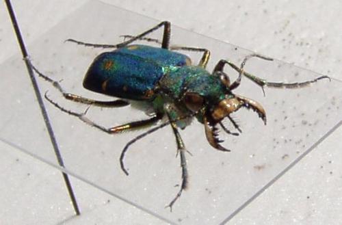 Réf. 9 391 : Cicindela campestris