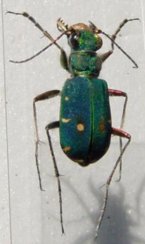 Cicindela campestris