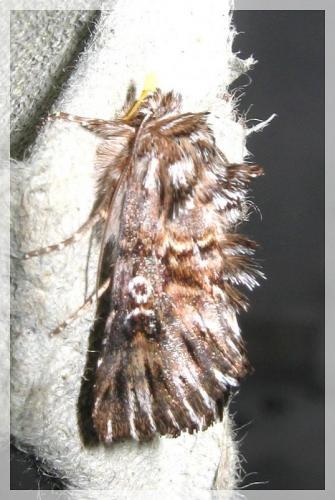 Omphalophana antirrhinii