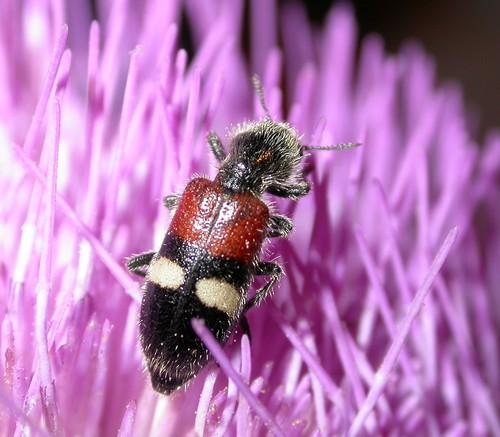 Réf. 9 114 : Tilloidea transversalis